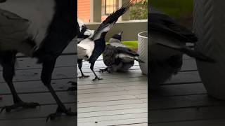 See how Dad Magpie teaches his little GIRL a Life lesson Magpie BirdLife😳 [upl. by Ahsetal151]