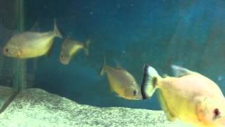 Serrasalmus Maculatus quotgold piranhaquot [upl. by Ahsinam]