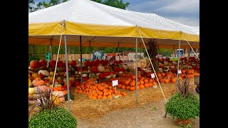 Crazy Awesome Pumpkins at Lambs Produce [upl. by Grady844]