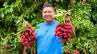 Cosechando LICHIS en la SIERRA de GUERRERO ¡Una fruta exótica exquisita [upl. by Enyawed894]