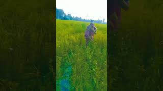 ও হচ্ছে করে গ্রাম ছেড়ে শহর চলে যাই viralvideo shortvideo love viralvideo viralshorts song [upl. by Arch]