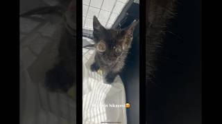 Gözleri görmeyen kedi nin hikayesi 💓 sevgi iyileştirir 🤩🐈‍⬛ cat blind animals körlük love [upl. by Wagstaff]