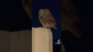 Little angry owl songlyrics edit songwriterslife musicgenre owl angryowl [upl. by Call5]