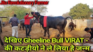 👍Super PROGENY of GHEELINE Bull VIRAT Result First 2 Female calves from VIRAT Bull👍 [upl. by Horter]