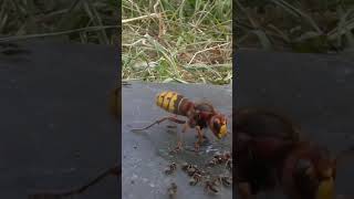 Des fourmis légionnaires forment un pont vivant pour envahir un nid de guêpes [upl. by Anihpled]