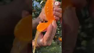 Fresh Oranges are very juicy for fruit lovers fruit satisfying fruitcutting [upl. by Otirecul]