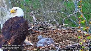 Little Miami Conservancy Bald Eagle 19042024 0740 [upl. by Romeyn332]