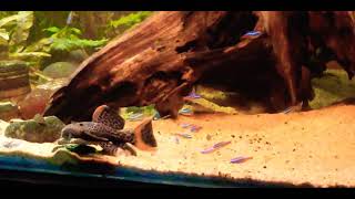 L114 Leopard Cactus Pleco  Pseudacanthicus cf leopardus [upl. by Swec760]