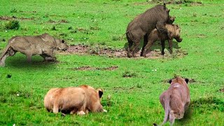 Warthogs Harsh Life Lions Hunt Warthog And The Race Is Terrifying For Life  What Happens Next [upl. by Clevie]