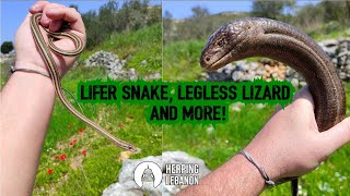 Lifer Snake Big Legless Lizard and More [upl. by Aronaele]