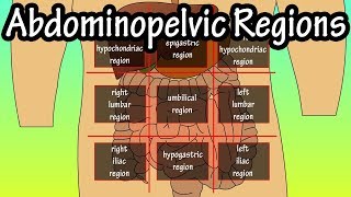 Abdominopelvic Quadrants And Regions  Abdominal Quadrants [upl. by Orwin]