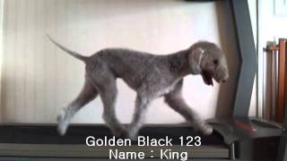 Bedlington Terrier Treadmill [upl. by Ardekahs]