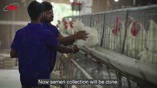 Ovodyl – Poultry Media Testimonial [upl. by Amahcen709]