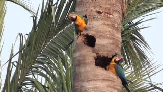 Blue and yellow Macaw on the nest [upl. by Stultz939]