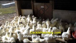 White Silkie Bantam Bearded Chicken Breed Breeder Flock  Cackle Hatchery [upl. by Notled]