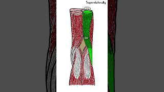 Popliteal fossa  Anatomy  shorts [upl. by Dehlia]