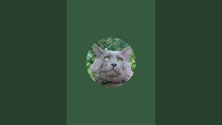 Nebelung Нибелунг is live [upl. by Legnaesoj]