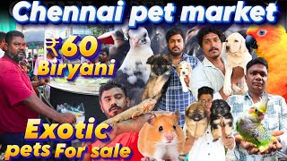 EXOTIC PETS AT Chennai BROADWAY pet MARKET  At Low price Availablebroadwaypetmarketpetmarketpets [upl. by Yart]