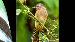 Suara Burung Emprit Gantil [upl. by Aneres]