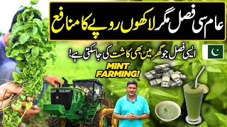 MINT Podina Farming  Ordinary But Profitable Crop  Kissan Ka Pakistan [upl. by Eittak314]