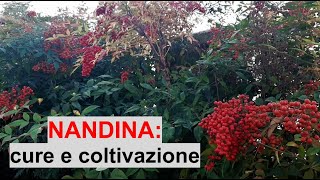 Coltivare la NANDINA BambÃ¹ sacro  WampA Gardens orto e giardino [upl. by Yvi14]