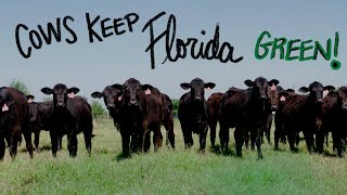 Cows Keep FL Green Conservation Nation E4 [upl. by Cerallua]