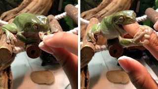 Cheeky Frog Bites Owners Finger [upl. by Ahsetal]