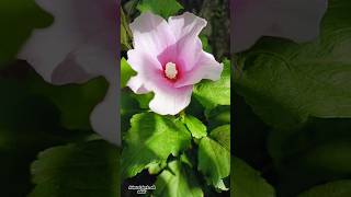 My purple hibiscus plant shorts youtubeshort flowers viralshorts hibiscusflower [upl. by Naujej]