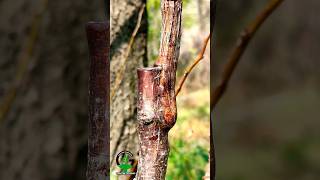 Apricot tree grafting satisfying shorts [upl. by Nanfa147]