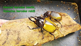 Dynastes hercules reidi  a rare Hercules beetle subspecies [upl. by Lunneta]