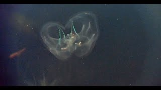 Bioluminescent Jellyfish Iridescent Fish amp Feeding Barnacles [upl. by Terrye461]