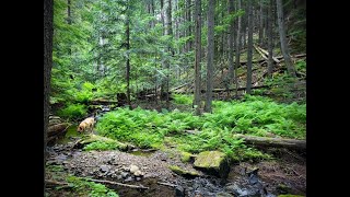 Idaho camping at Bonami creek [upl. by Otrebire984]