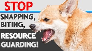 How to STOP “Food Aggression” Resource Guarding in Dogs WITHOUT FORCE [upl. by Crudden]