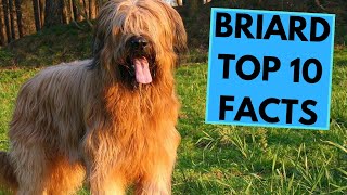 Briard  TOP 10 Interesting Facts [upl. by Careaga]