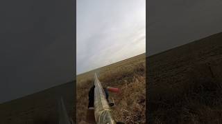 Point and retrieval from Oakley pheasanthunting hunting lab iowa viralshorts [upl. by Mccallum]