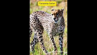 Safari Tanzania from Zanzibar [upl. by Annayar]