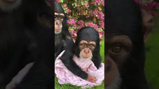 Angada ❤️ and Vānara 💞 easter happyeaster flowers chimp chimpanzee ape monkey [upl. by Eded]