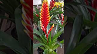 Bromelia Vriesea [upl. by Enuj700]