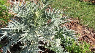 Growing Artichokes  from seeds  zone 7b [upl. by Aneez84]