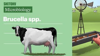 Brucella spp Microbiology  USMLE Step 1  Sketchy Medical [upl. by Jenness]