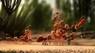 Ameisen gegen Ameisenbär  Ants vs Anteater [upl. by Anaimad]