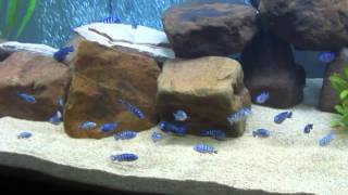 Demasoni African Cichlid Mbuna Fish Tank Malawi 6Ft Tank 120 gallon [upl. by Anomas]