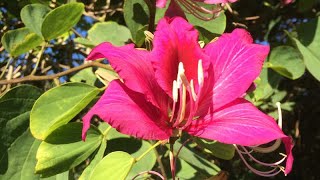 Bauhinia x blakeana Hong Kong Orchid Tree  Must see June [upl. by Elletsirk649]