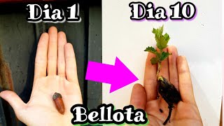 🌳 Como plantar y Germinar Bellotas Sembrar y Cultivar bellota y encinas • Robles • Alcornoques [upl. by Aynotan]