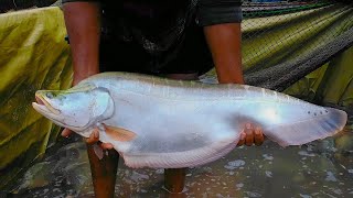 Chitala fish  Clown knifefish  10 Kg Weight big fish  Asian Fish Market [upl. by Ennovehs]