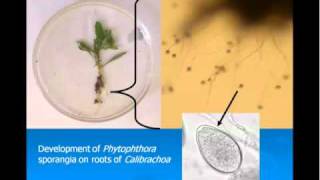 Biology of waterborne pathogens Part 2 [upl. by Vernor589]