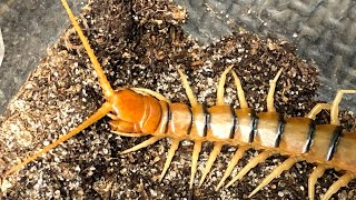 My Tiger Centipede ATTACKS…FRUIT [upl. by Elsworth]