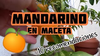 10 recomendaciones para tener un MANDARINO en MACETA 🍊  Crear y Sembrar [upl. by Rowney]