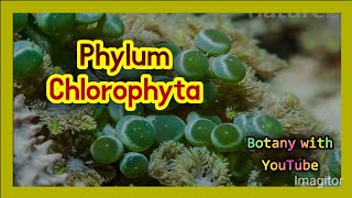 Phylum Chlorophyta botanywithyoutube [upl. by Lamrert]