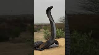 beautiful snake sceptical black cobra spectaclecobra subscribe like [upl. by Castro]